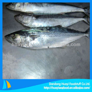 Fresh spanish mackerel para la venta